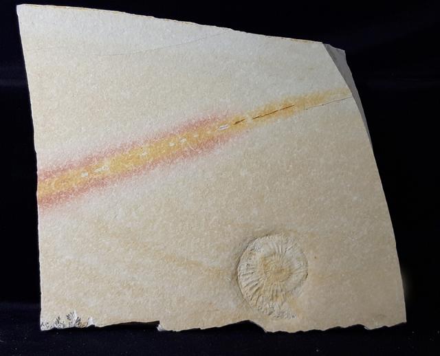 Subplanites rueppelianum QUENSTEDT 1888 - Bild &copy; FossNet FossilienStore